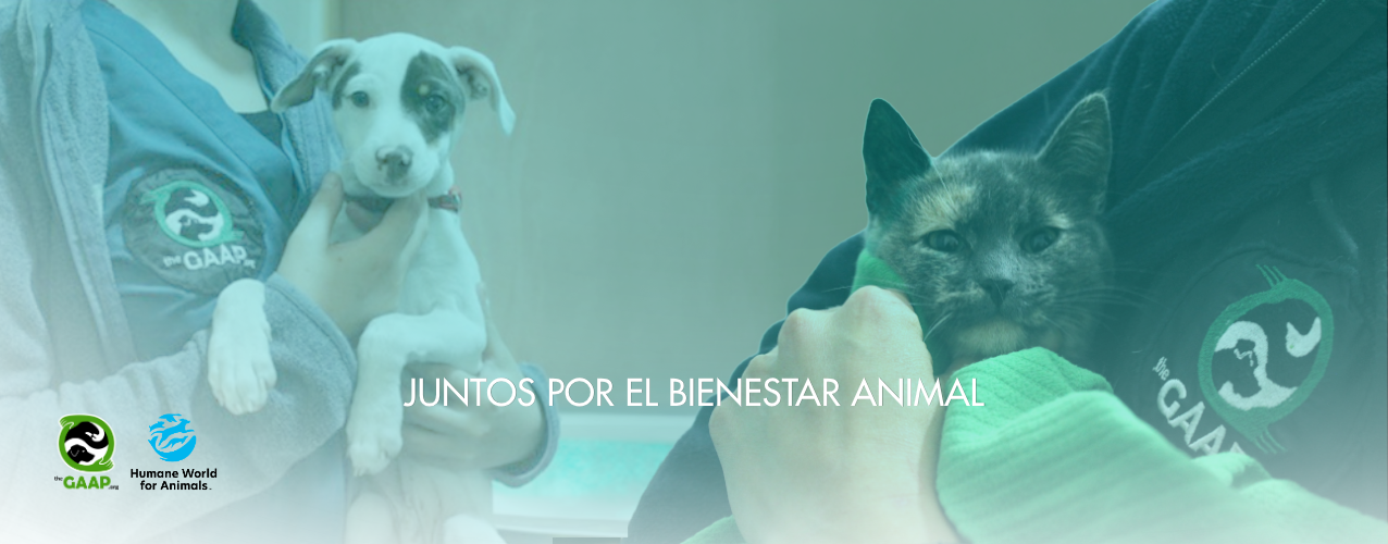Juntos por el Bienestar Animal